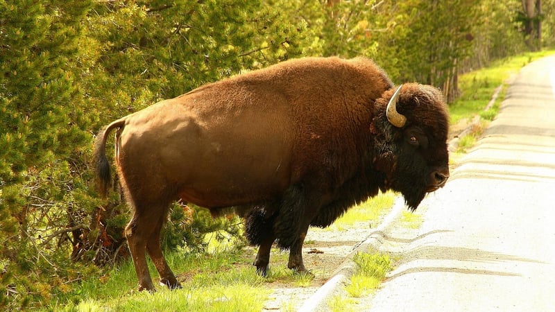 Hiking in Yellowstone National Park